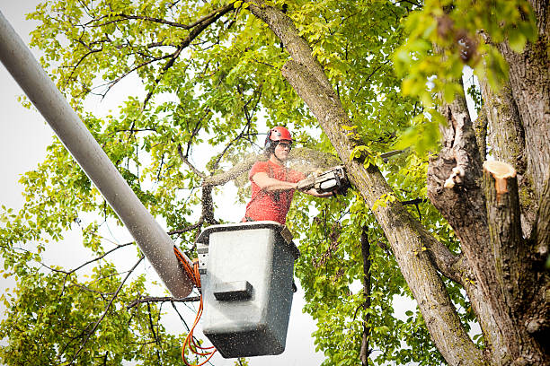 Large Tree Removal in Nixon, PA